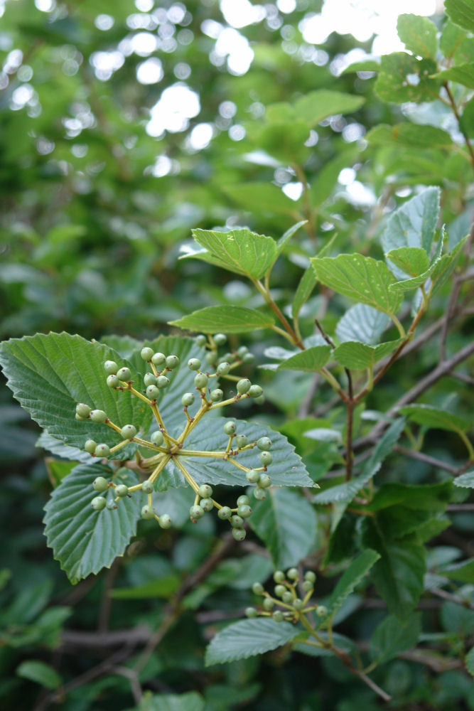 VIBURNUM DEN. &