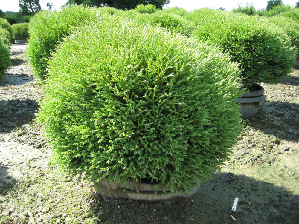 THUJA OCC. &