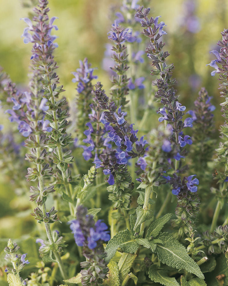 Marcus™ Meadow Sage (SALVIA X S. MARCUS) - 1 gallon