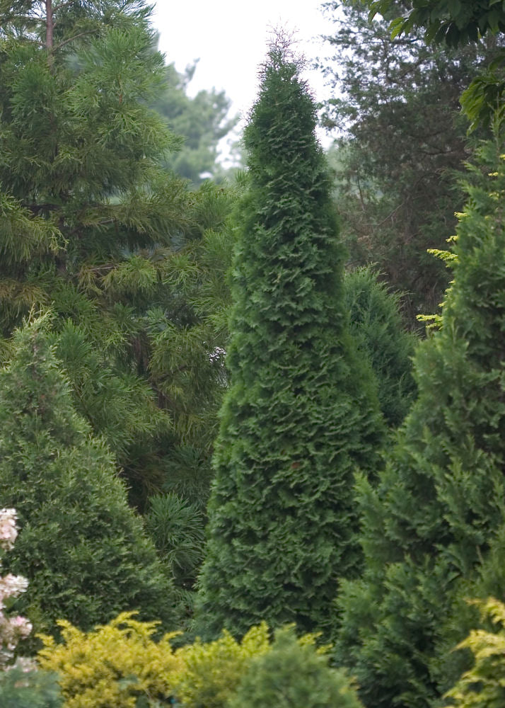 North Pole® Arborvitae (THUJA OCC. NORTH POLE) - 3 gallon 24"