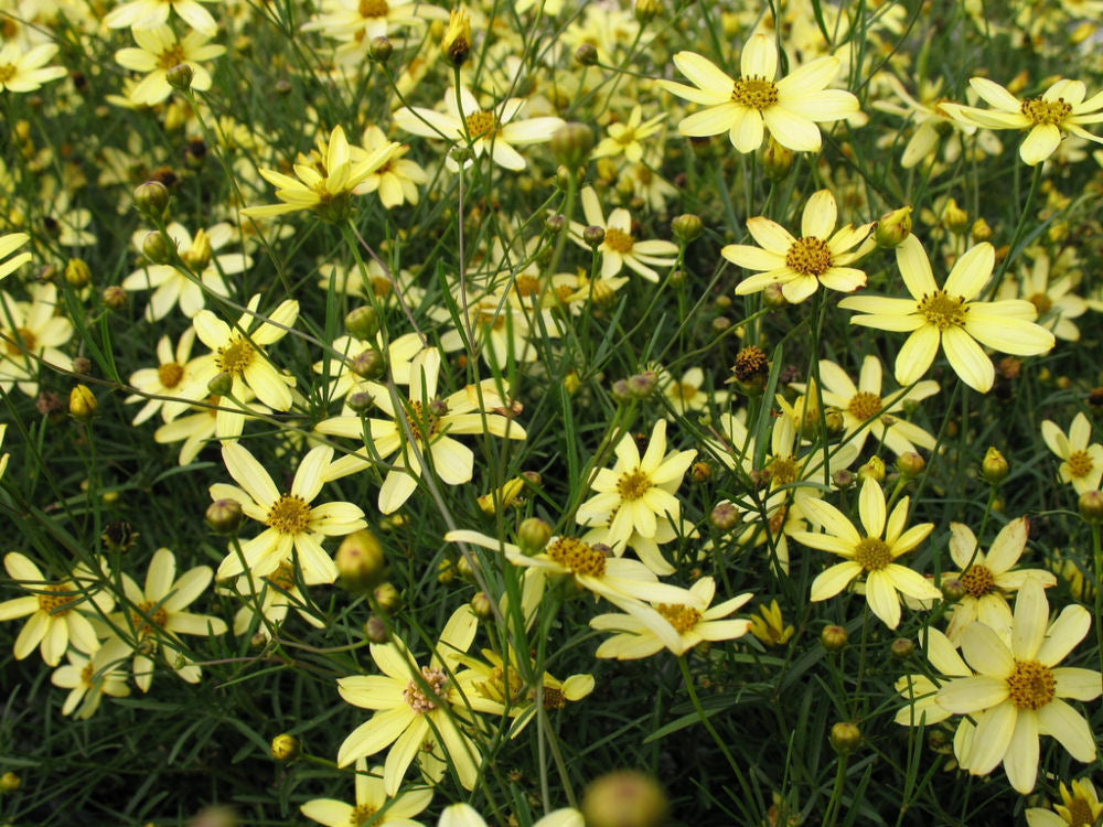 COREOPSIS VERT. &