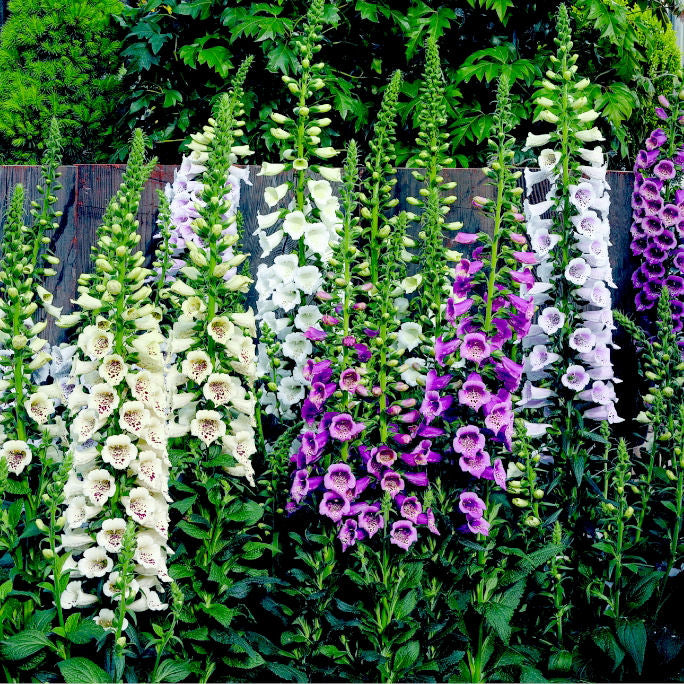 Camelot Lavender Foxglove (DIGITALIS P CAMELOT LAV) - 1 gallon