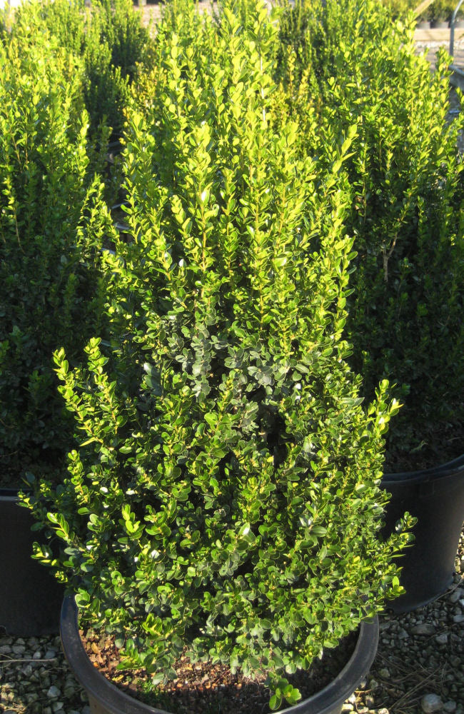 Cranberry Creek Boxwood (BUXUS CRANBERRY CREEK) - 3 gallon 18"