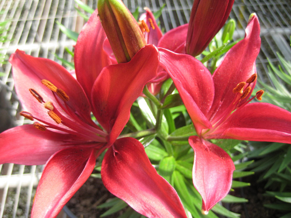 Tiny Ghost Asiatic Lily (LILIUM ASIATIC TINY GHOST) - 1 gallon
