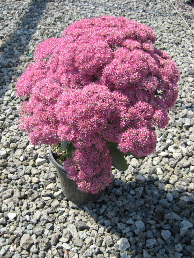 SEDUM &
