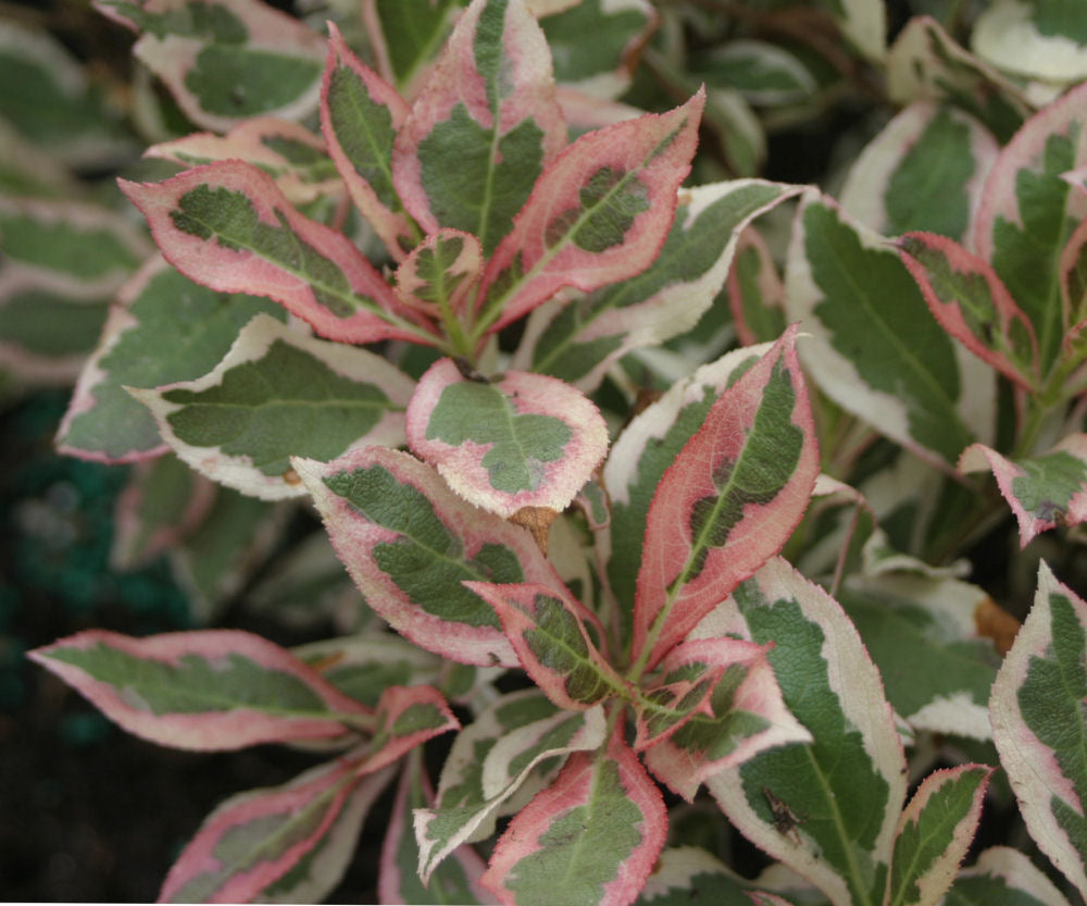 WEIGELA &