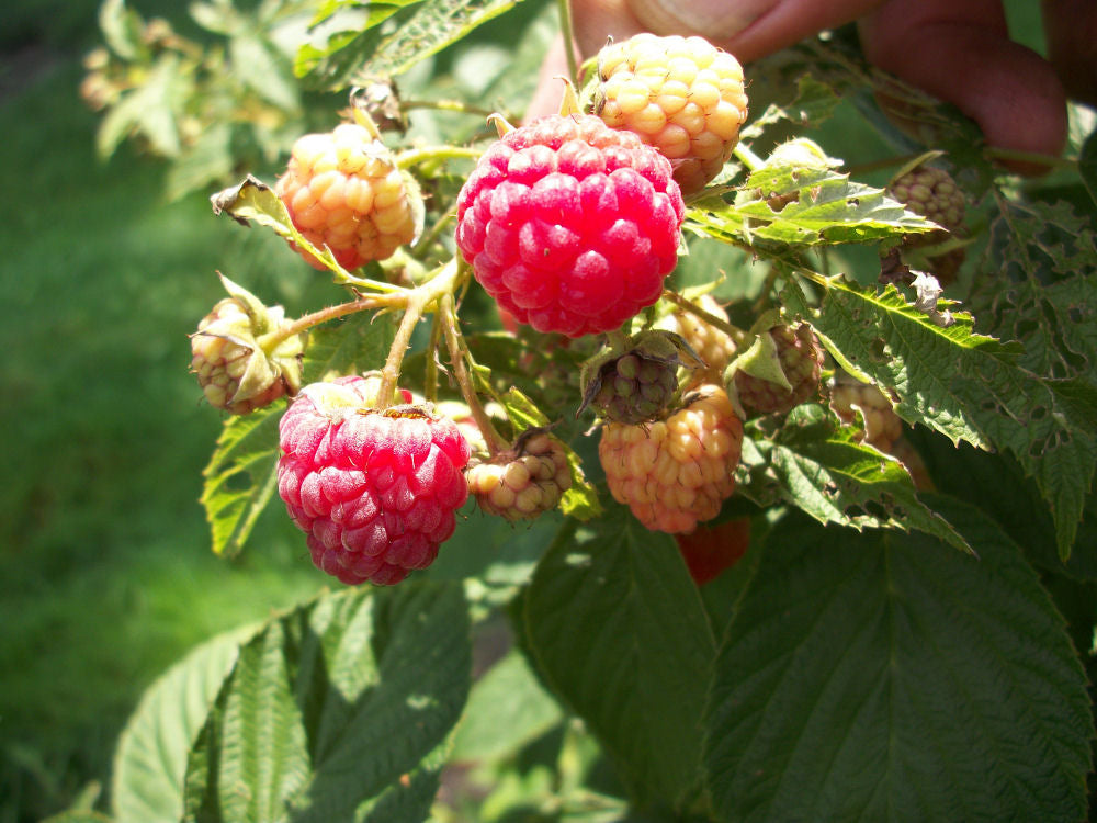 RUBUS ID. &