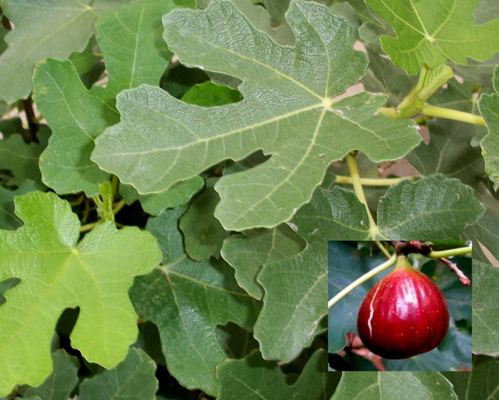 Brown Turkey Fig (FICUS BROWN TURKEY)