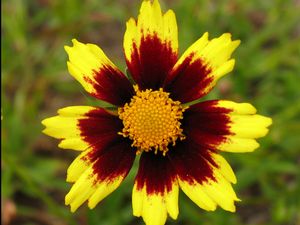 COREOPSIS X BIG BANG &