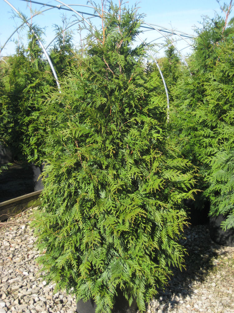 Green Giant Arborvitae (THUJA PLICATA GREEN GIANT) - 1 gallon 24"