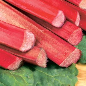 Chipmans Canada Red Rhubarb (RHEUM CHIPMANS CANADA RED)