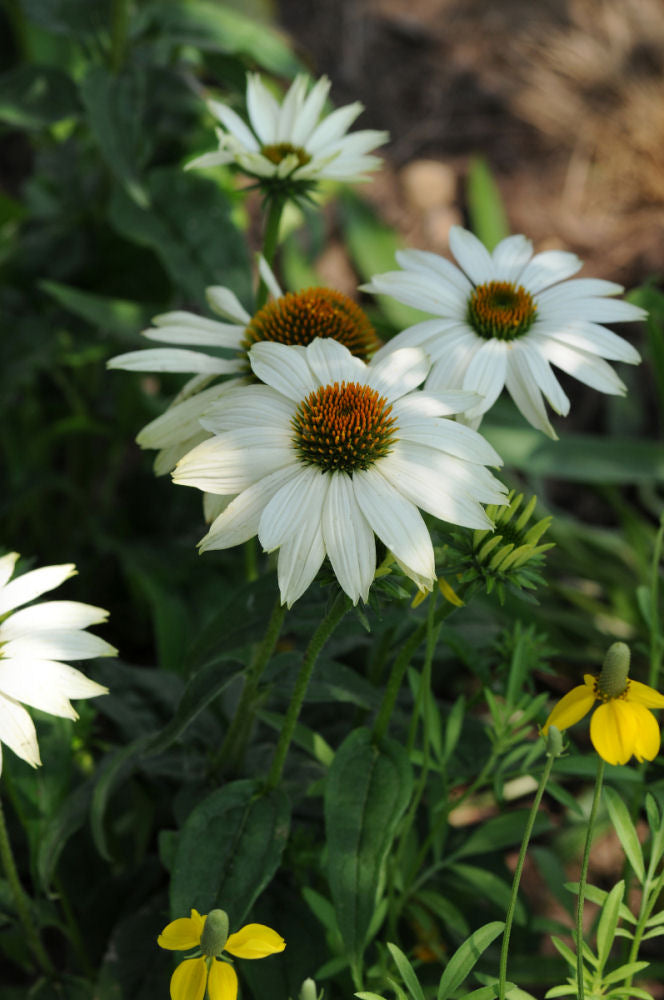 PowWow White Coneflower (ECHINACEA POWWOW WHITE) - 3QT
