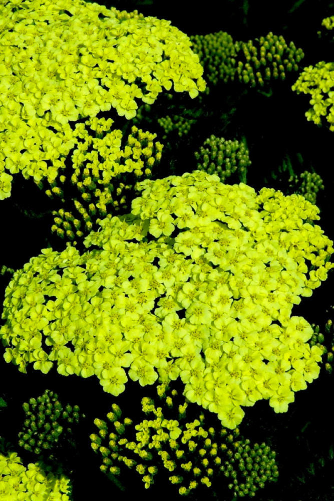 ACHILLEA M. &