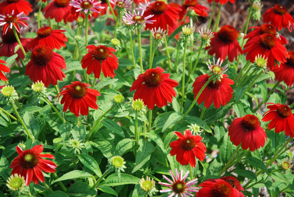 Sombrero Salsa Red Coneflower (ECHINACEA SOMBRERO SALSA RED) - 3QT