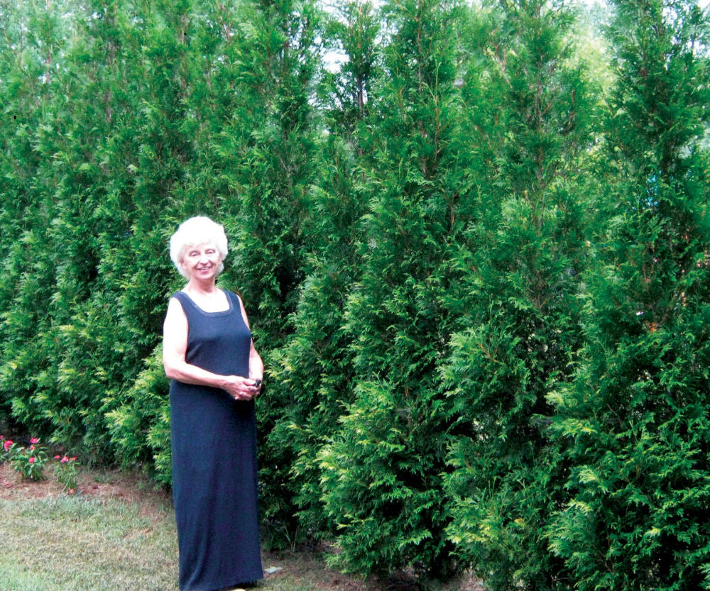 Full Speed A Hedge® American Pillar Arborvitae (THUJA O. FULL SPD A HEDGE® AM. PILLAR) - 3 gallon 24"