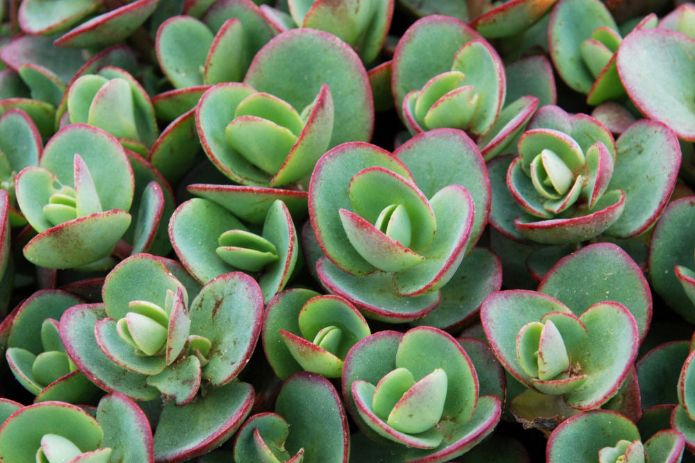 lime zinger succulent SEDUM 'LIME ZINGER' 19CM PTW