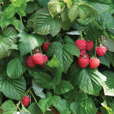 RUBUS &
