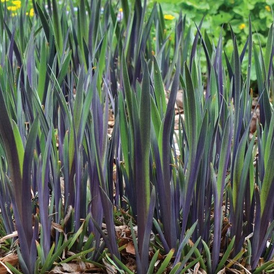 IRIS VERSICOLOR &