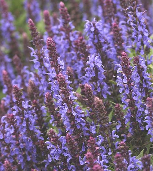 Sensation® Sky Blue Meadow Sage (SALVIA NEMEROSA SENSATION SKY BLUE)