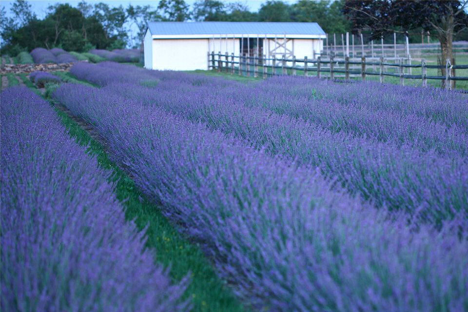 LAVANDULA X I. &