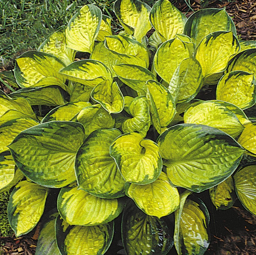 Rainforest Sunrise Plantain Lily (HOSTA RAINFOREST SUNRISE)