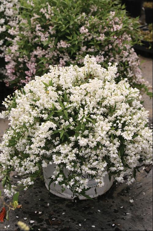 DEUTZIA &