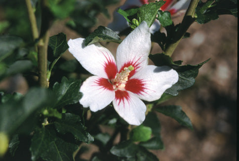 HIBISCUS S. &