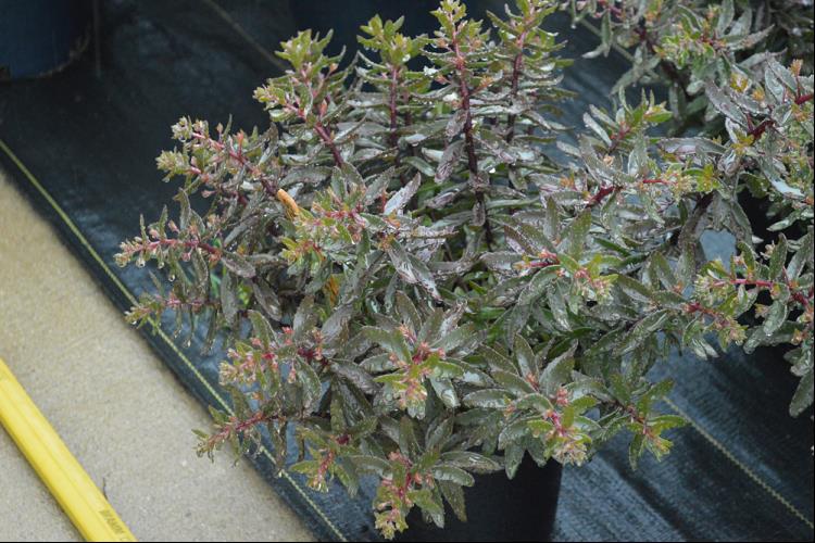 SEDUM &