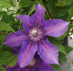 Edda™ Clematis (CLEMATIS EDDA)