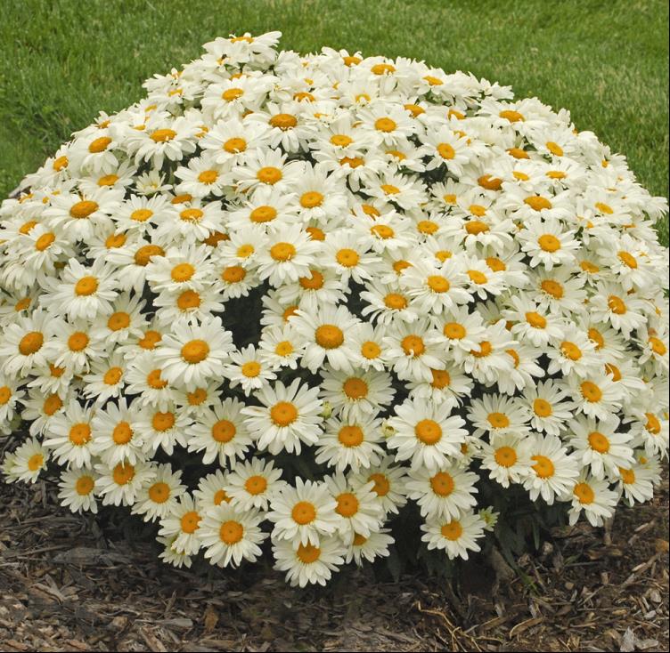 LEUCANTHEMUM X S. &