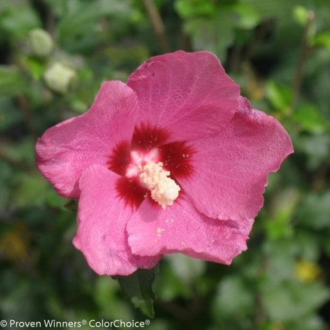 HIBISCUS S. &