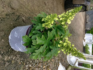 HYDRANGEA QU. &