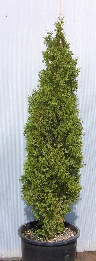 THUJA OCC. &