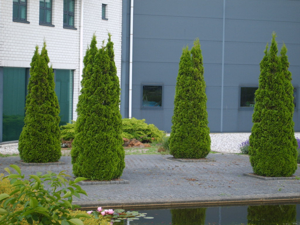 THUJA OCC. &