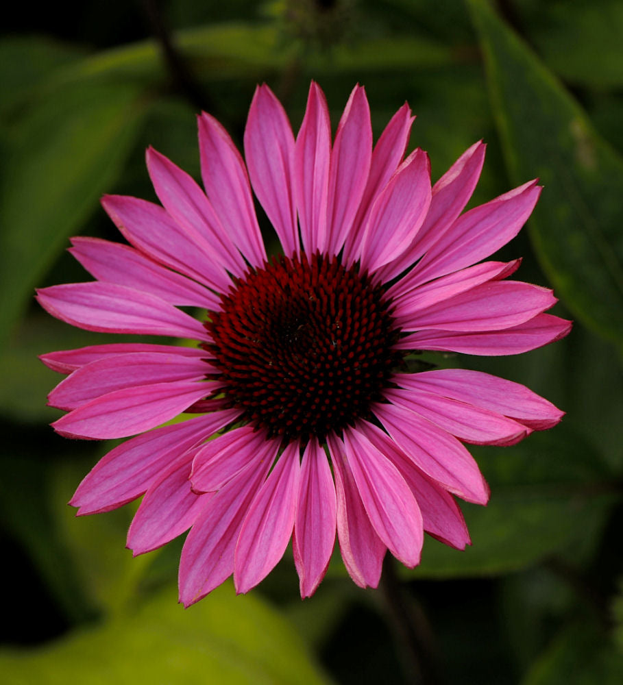 Ruby Star Coneflower (ECHINACEA PURPUREA RUBY STAR) - 1 gallon