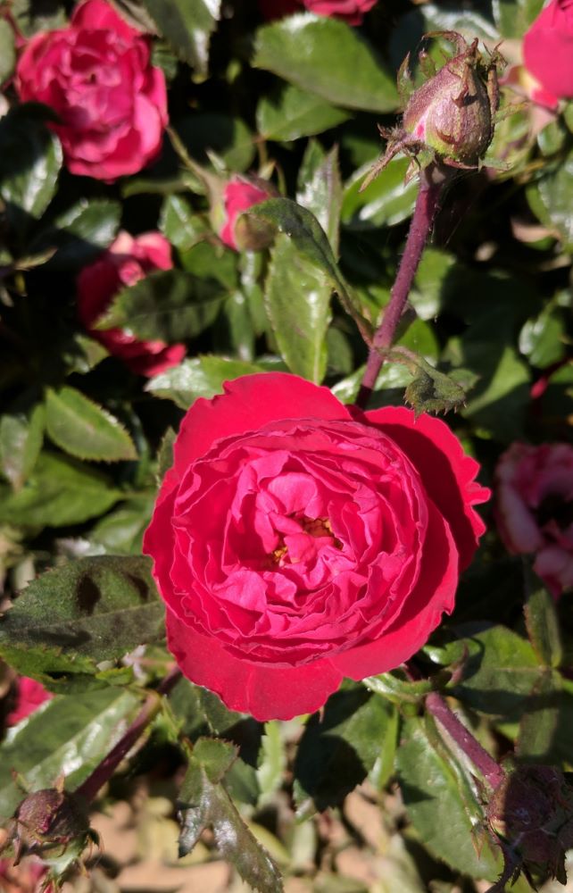 ROSE &
