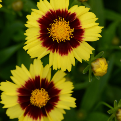 Uptick® Yellow and Red Tickseed (COREOPSIS ‘BALUPTOWED’) - 1 gallon