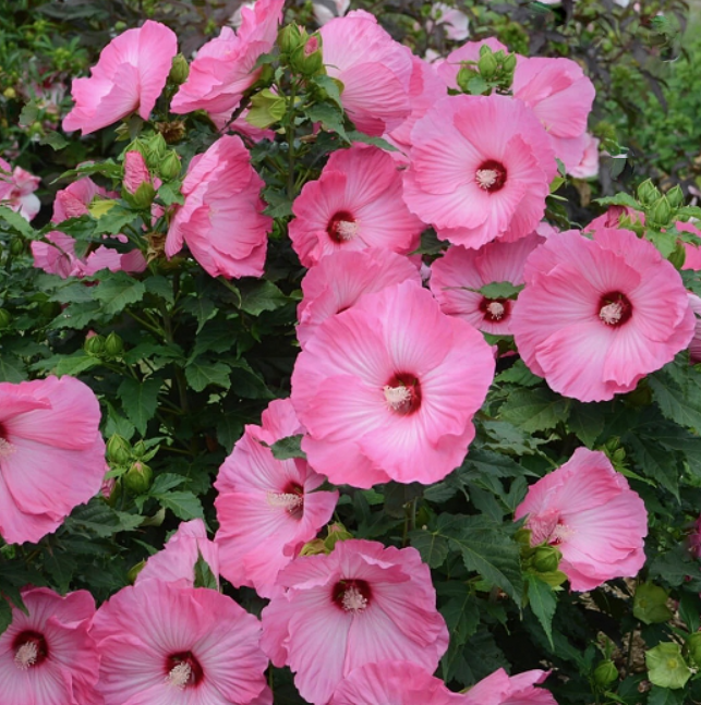 Airbrush Effect Rose Mallow (HIBISCUS AIRBRUSH EFFECT)