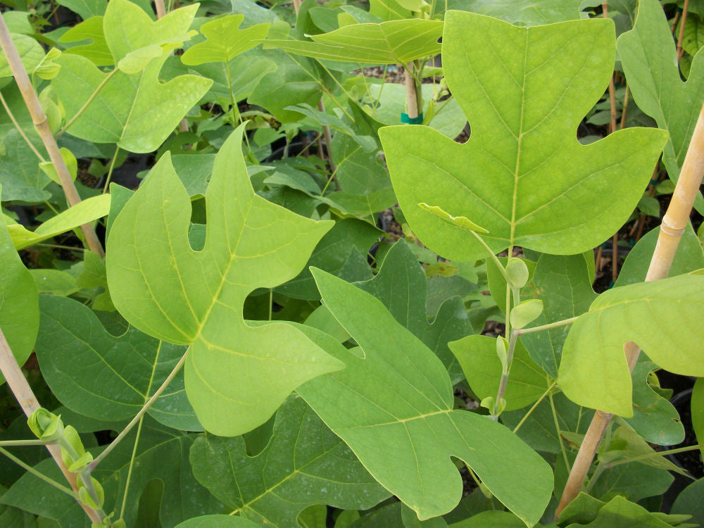 LIRIODENDRON TULIPIFERA G3 AB