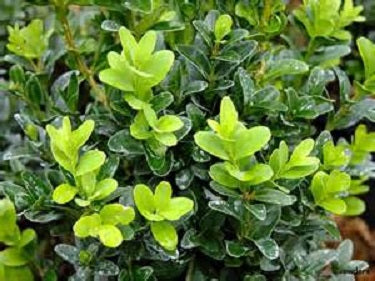 Calgary Boxwood (BUXUS S. CALGARY) - 3 gallon