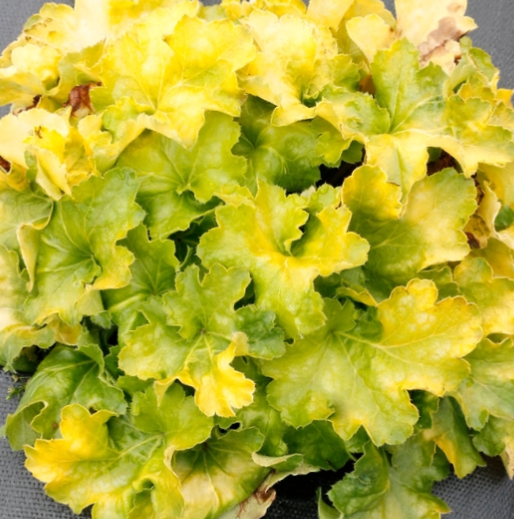 Lemon Supreme Coral Bells (HEUCHERA LEMON SUPREME)