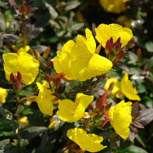 Fireworks Evening Primrose (OENOTHERA FIREWORKS)