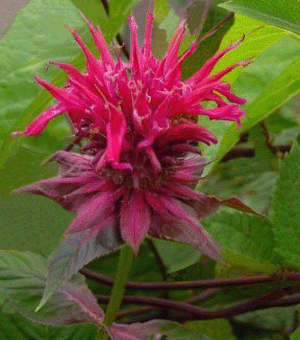 Raspberry Wine Bee Balm (MONARDA RASPBERRY WINE) - 1 gallon