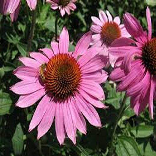 Prairie Splendor Coneflower (ECHINACEA P. PRAIRIE SPLENDOR) - 1 gallon