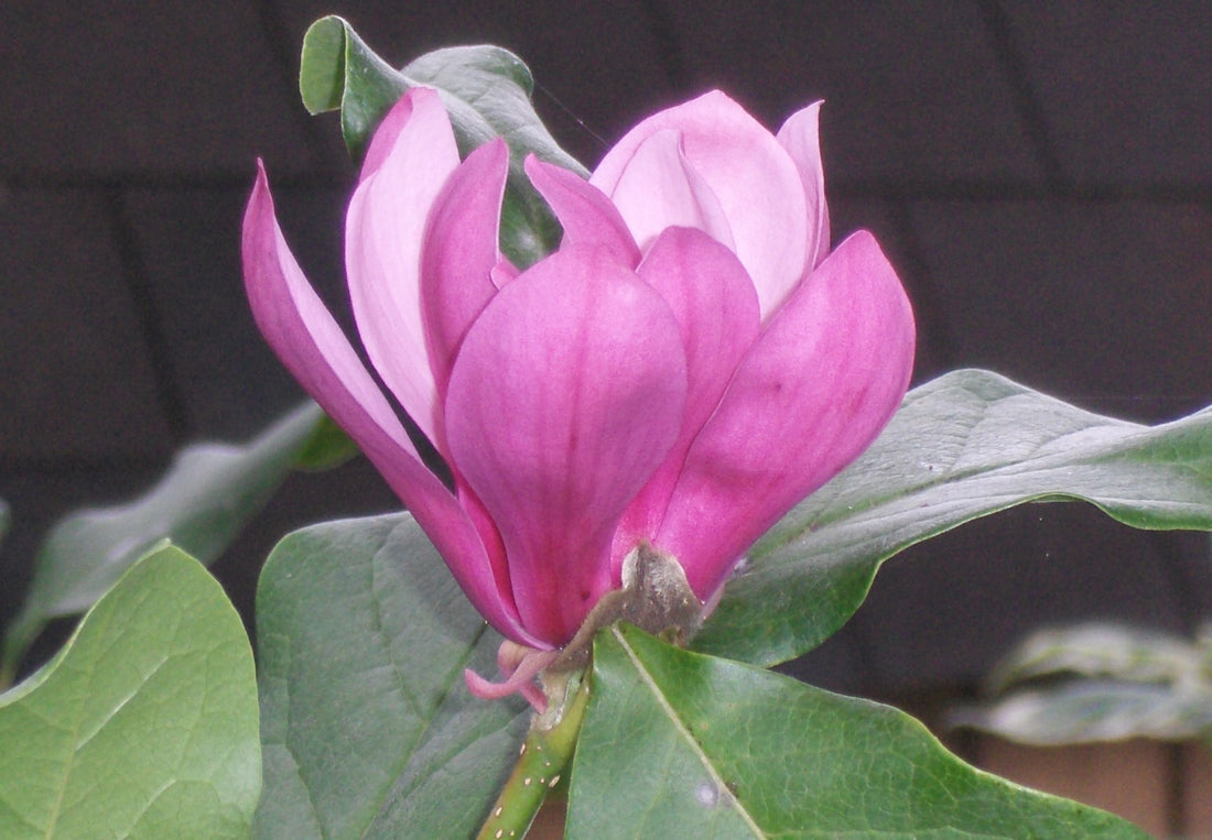 MAGNOLIA X &