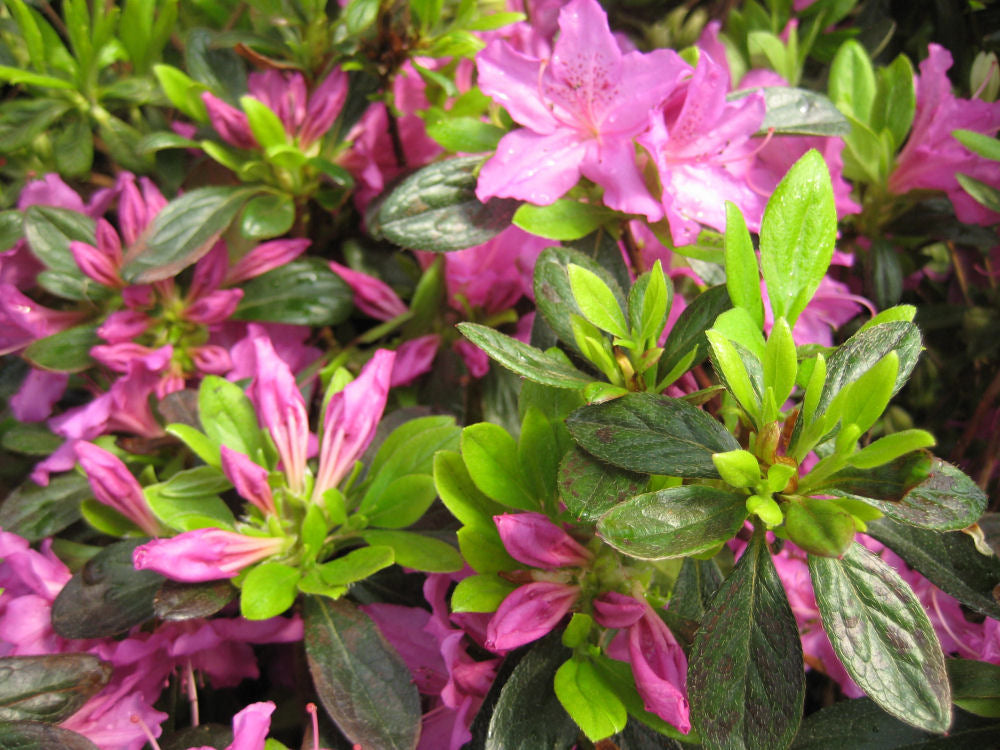AZALEA HERBERT G3 15"
