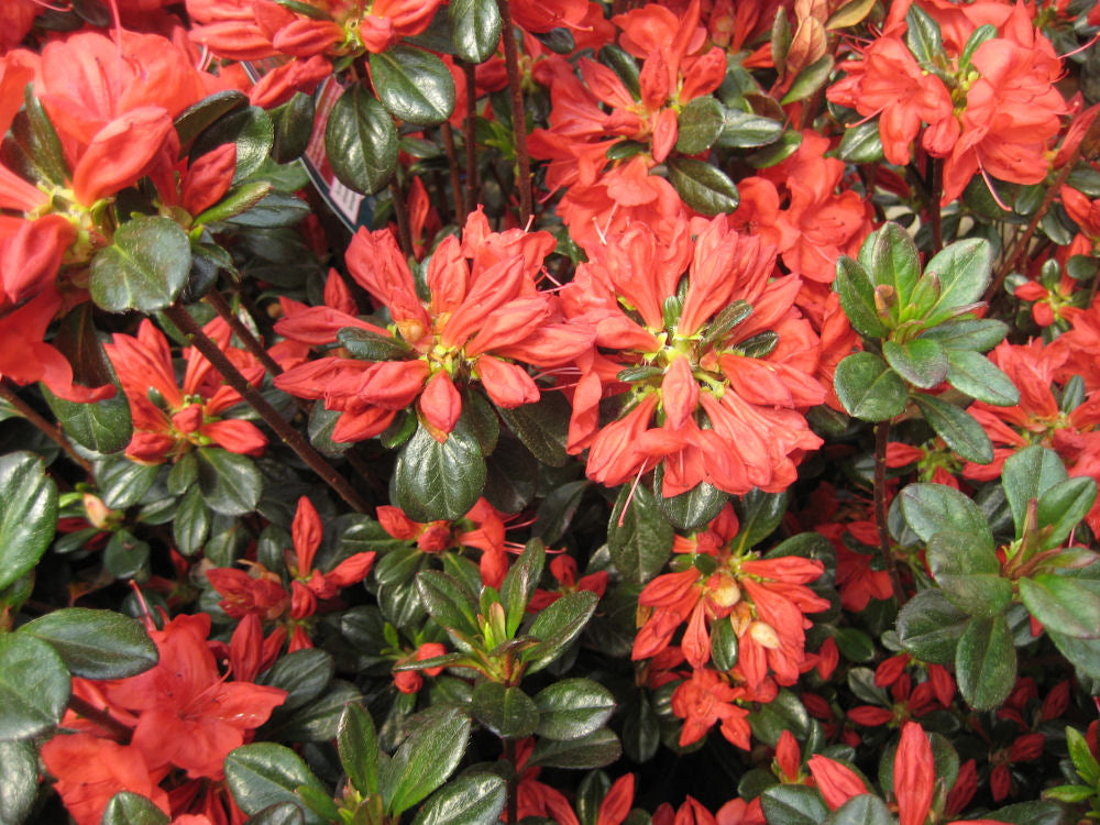AZALEA STEWARTSTONIAN G3 15"
