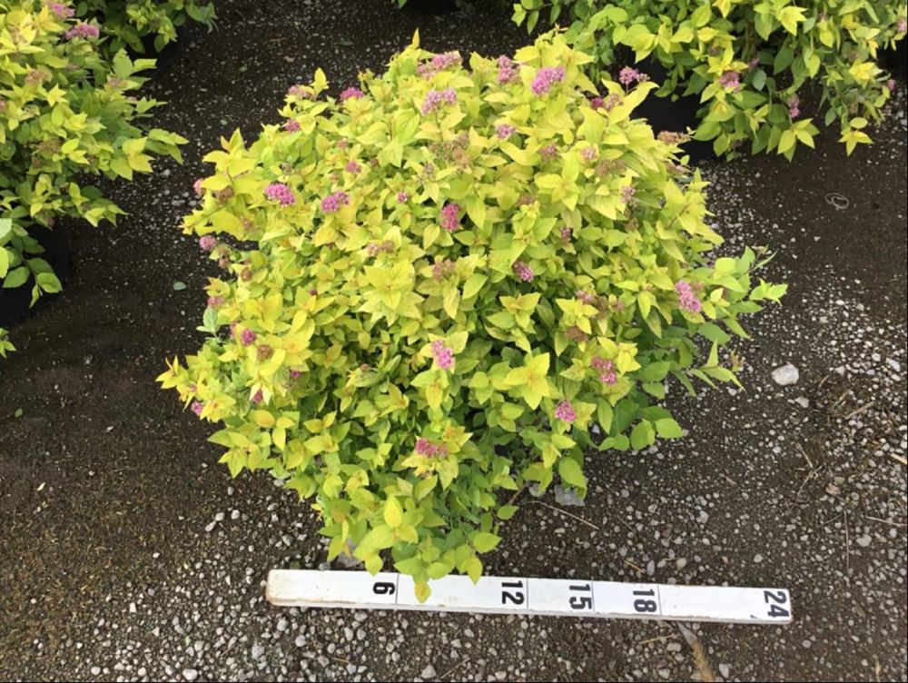 Goldmound Spirea (SPIRAEA JAP. GOLDMOUND)