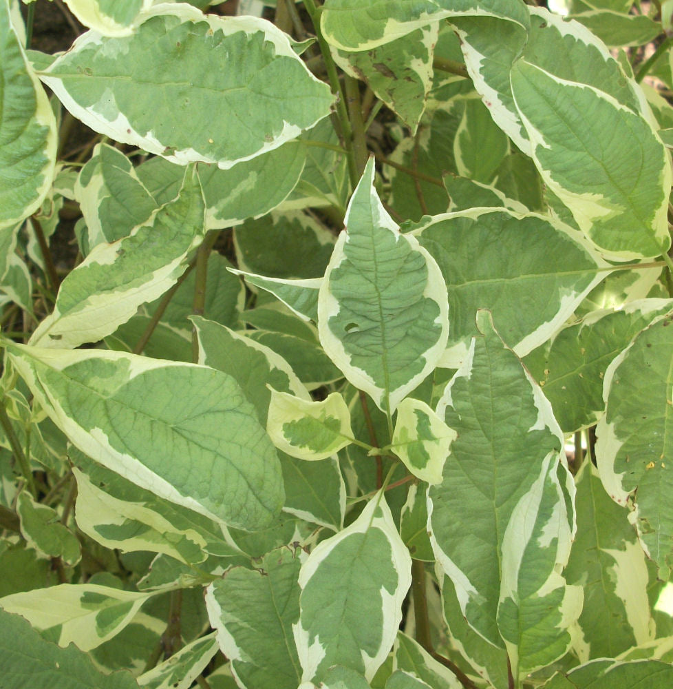 Ivory Halo® Dogwood (CORNUS ALBA BAILHALO)