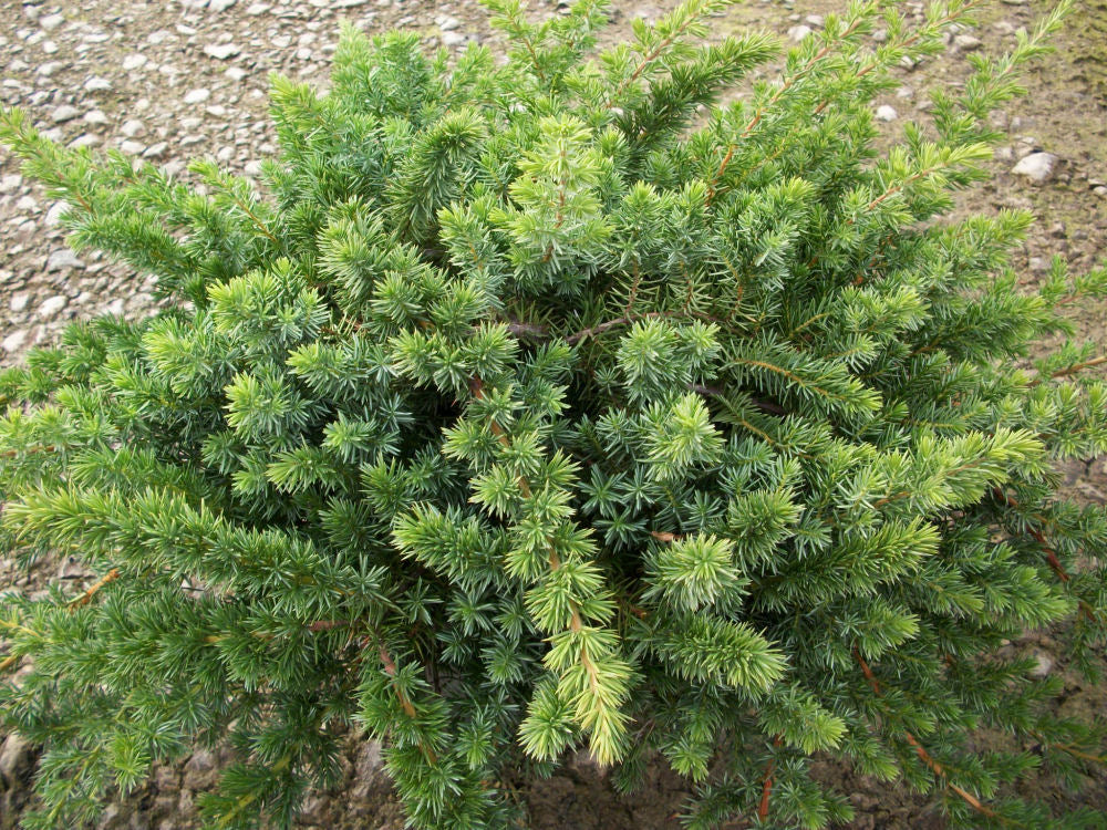 Blue Shore Juniper (JUNIPER CON. BLUE PACIFIC)